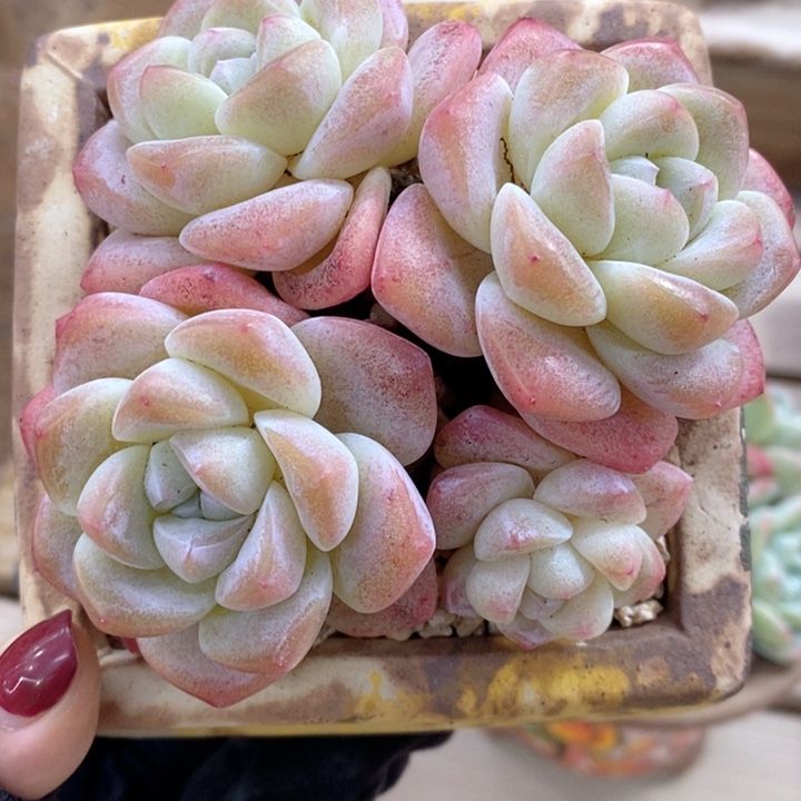 冰玉 韩货精品666