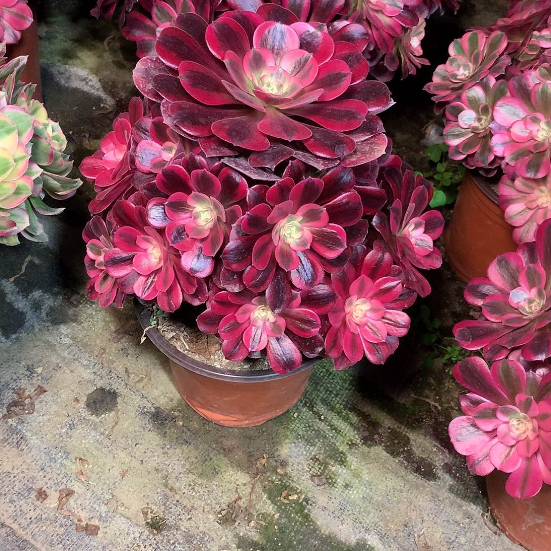 多肉多肉多肉多肉134