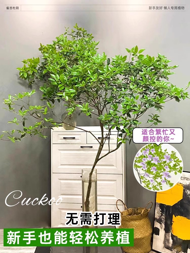 雀舌杜鹃无土纯水培植物花卉室内好养绿植桌面高端会开花平替吊钟