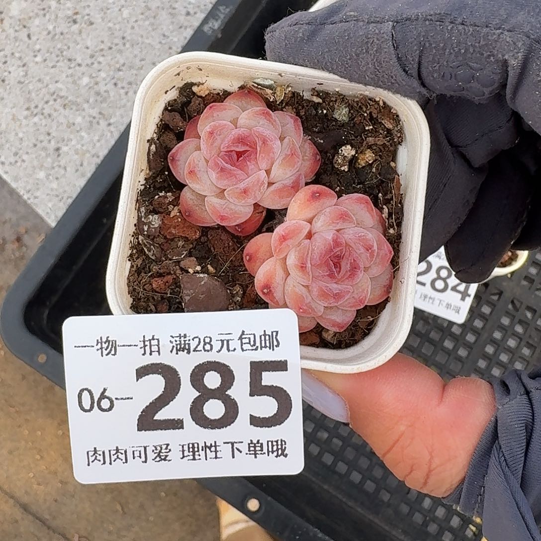 冰魄无盆土发货无