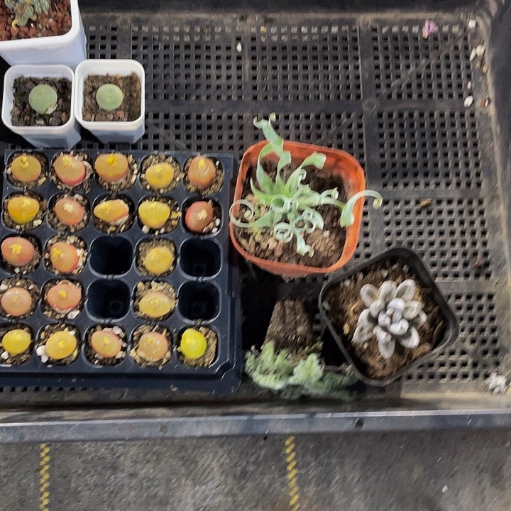 芷***影211号筐带盆土发货