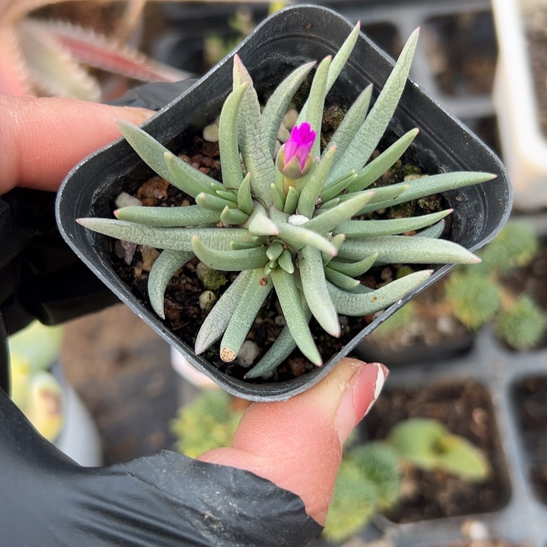 多肉植物美杜莎短叶