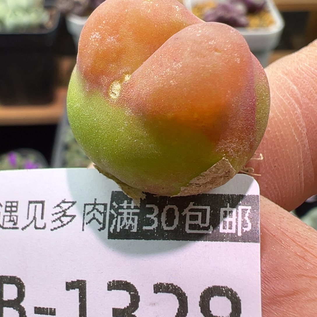 多肉植物1111111111111