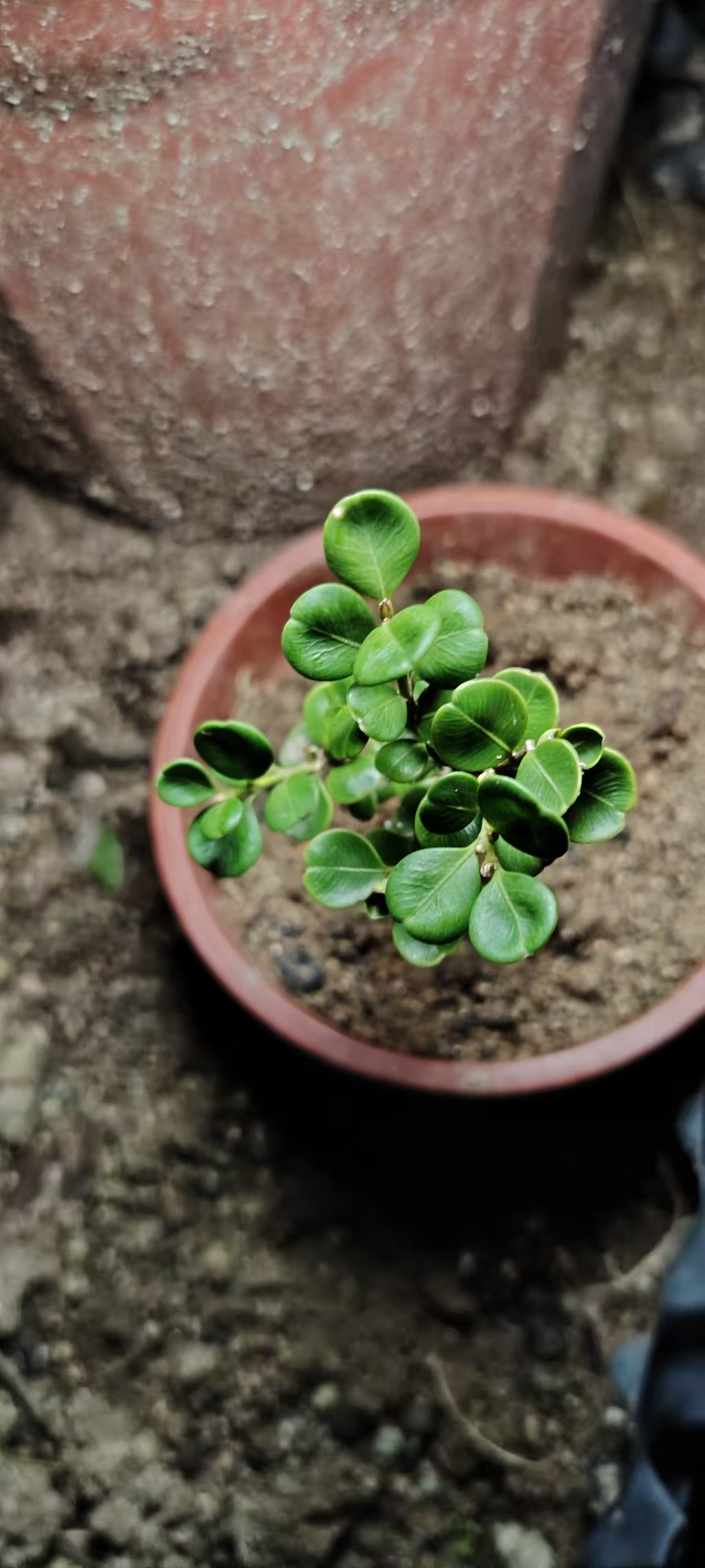 【100-500】珍珠黄杨绿植盆栽不落叶耐低温安徽珍珠黄杨 一物一拍
