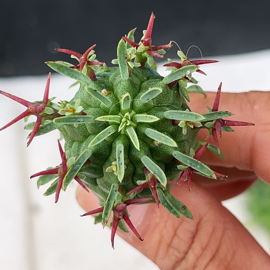 潮流植物实生群星冠1号