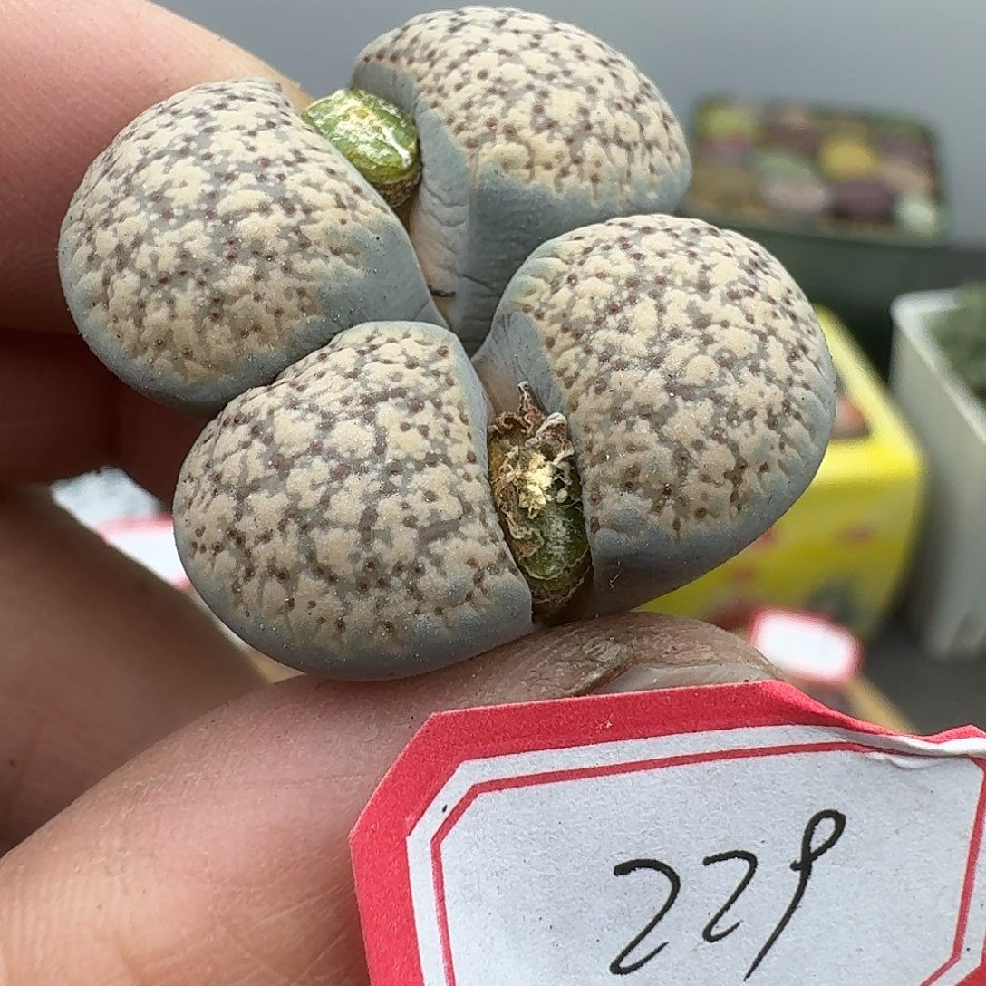 239多肉哈哈哈哈哈哈