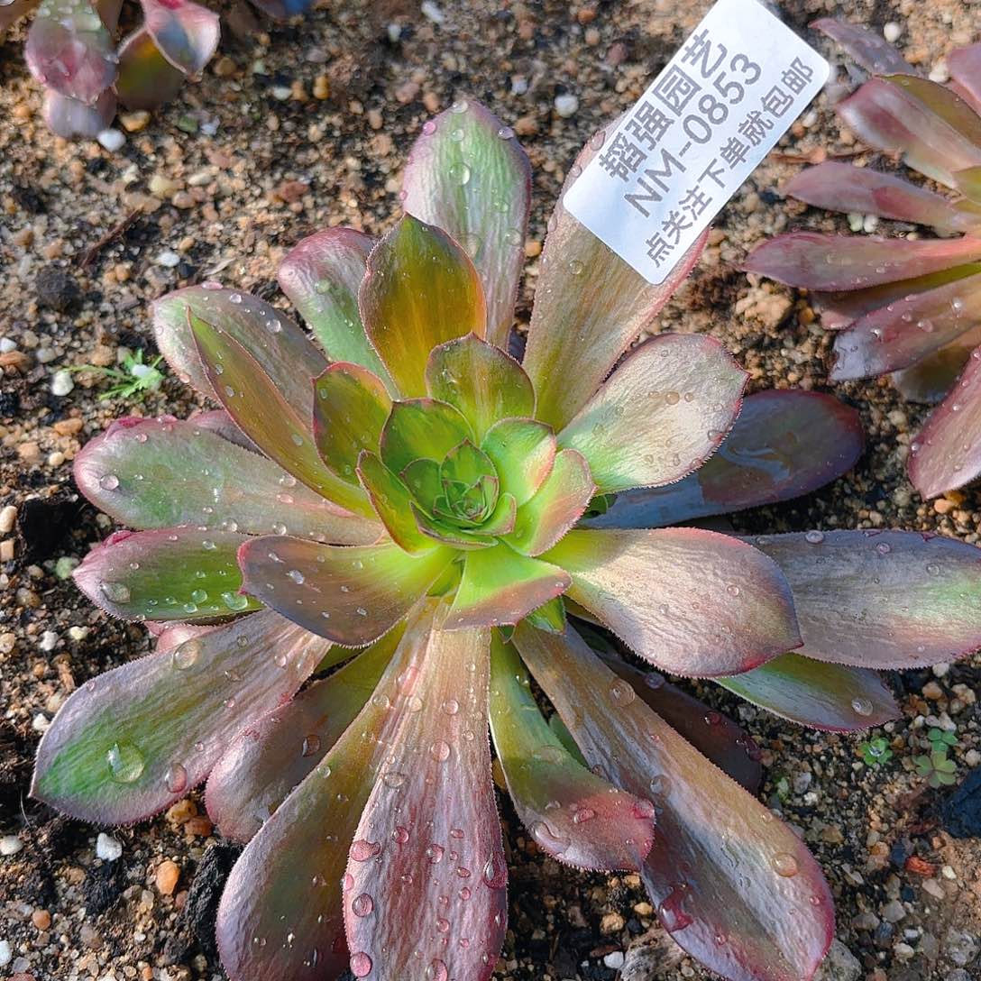 韶秀七彩多肉植物二号853