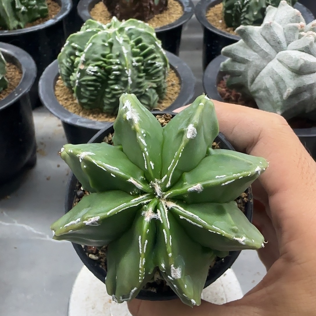 核桃鸾凤玉实生根