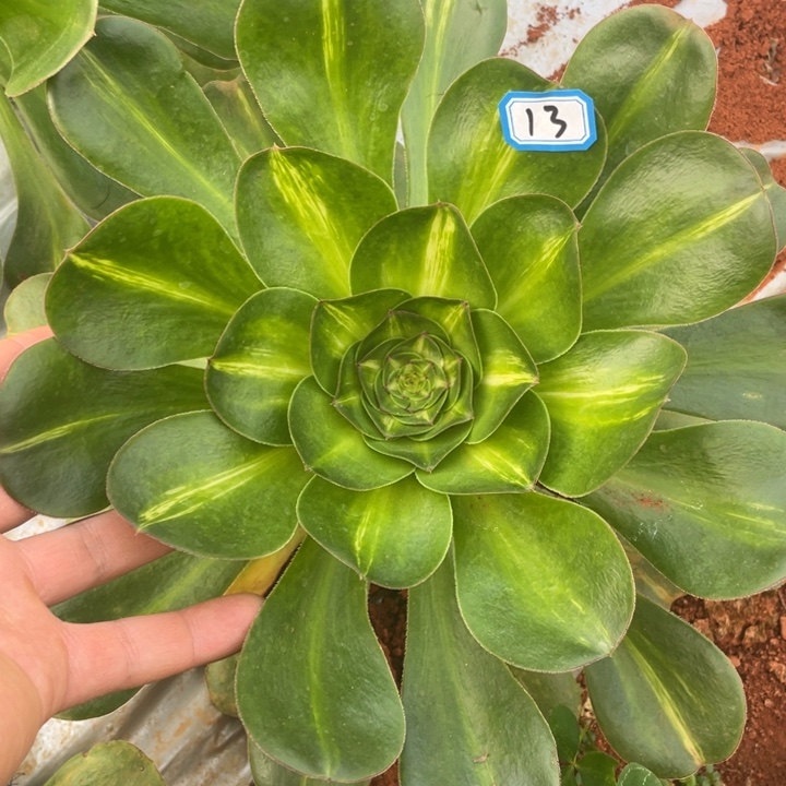 13燕子中班锦锦锦