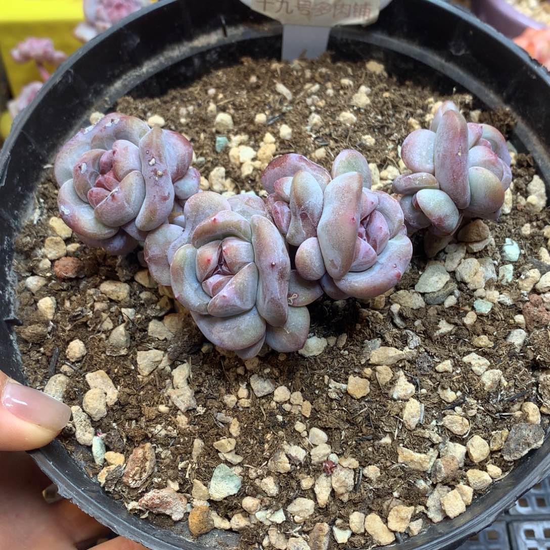 S0815 突尼斯 无砍10头 新年开播福利