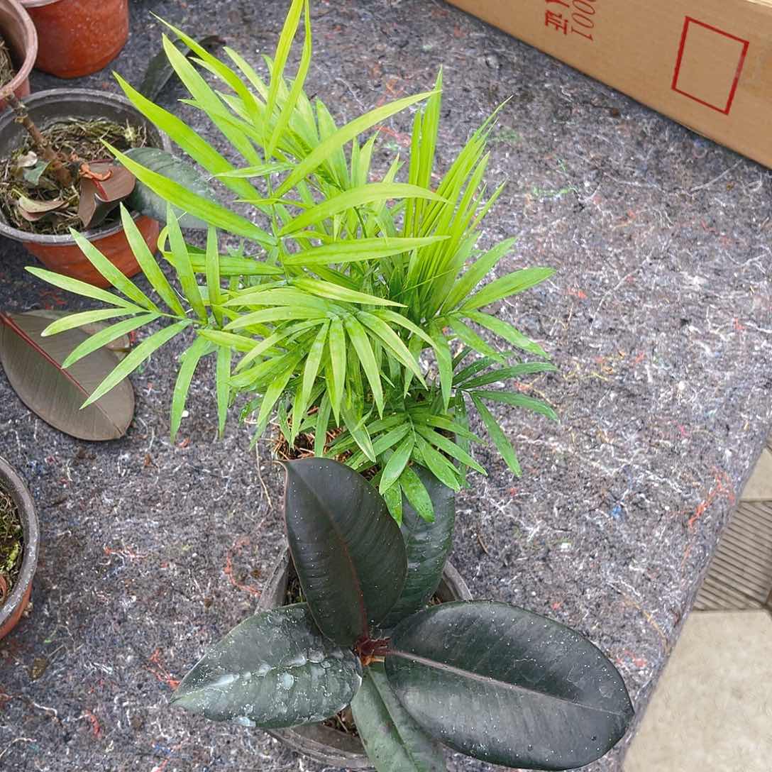 完全开放富贵椰子树，橡皮树