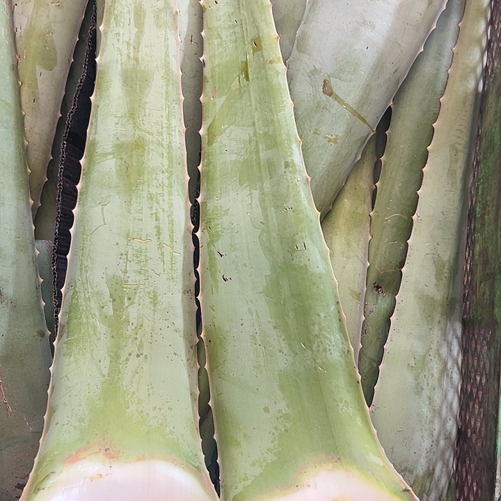 无花朵2片食用叶片，每片700一800克