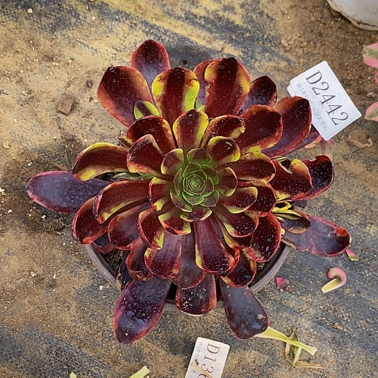 2442欧嘉莉多肉法师锦