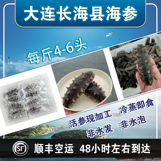 【冷蒸即食海参】大连海参  鲜活海参现加工 7斤送3斤（每斤约4-6头）