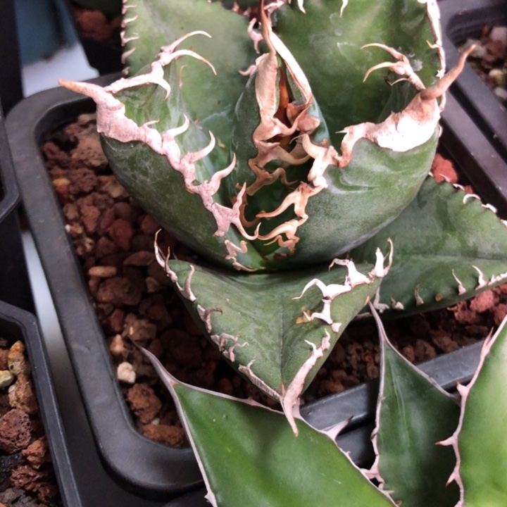 美杜莎仁王冠龙舌兰