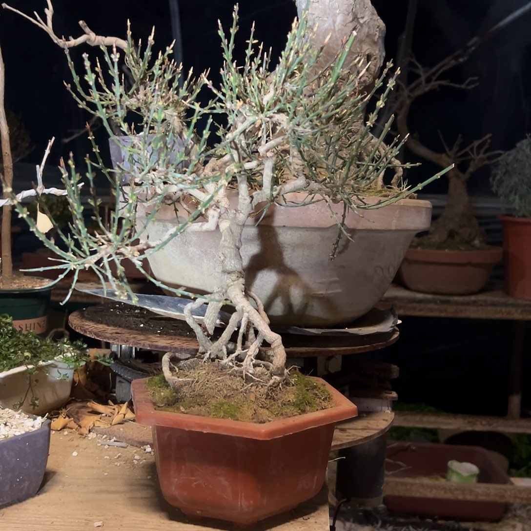 江***鹤无花朵迎春带盆发货