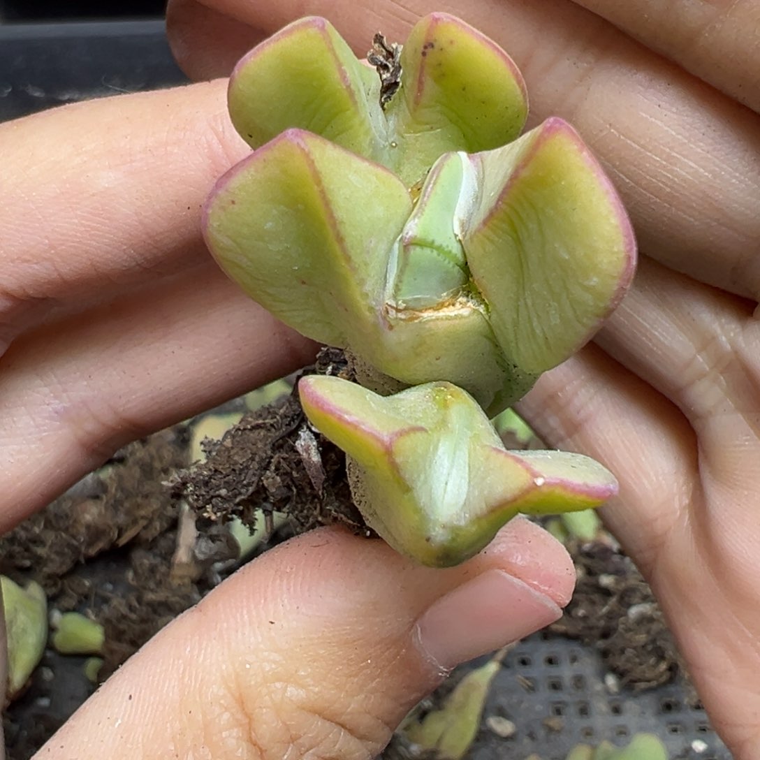 【闪购商品】612……