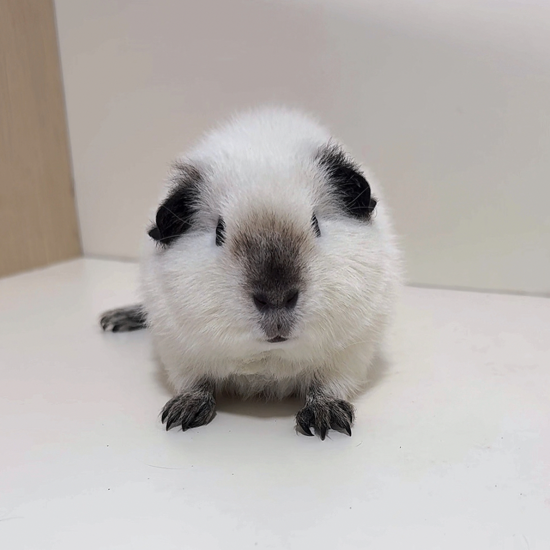 白泰加荷兰猪豚鼠弟弟八黑到位