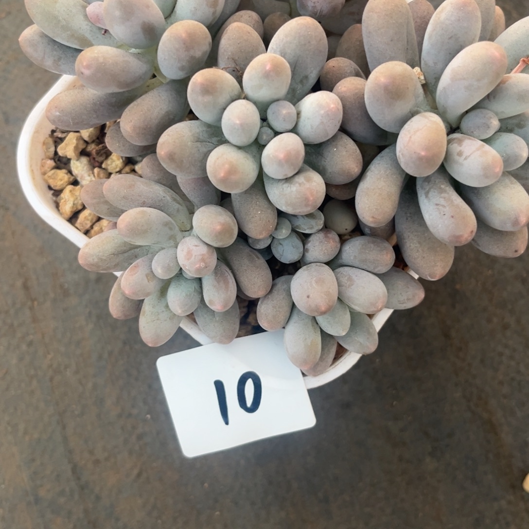 @****12.8-10汤圆群生多头