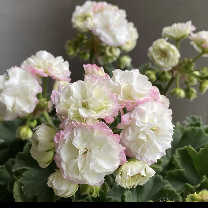 【满月】直立天竺葵包邮好养