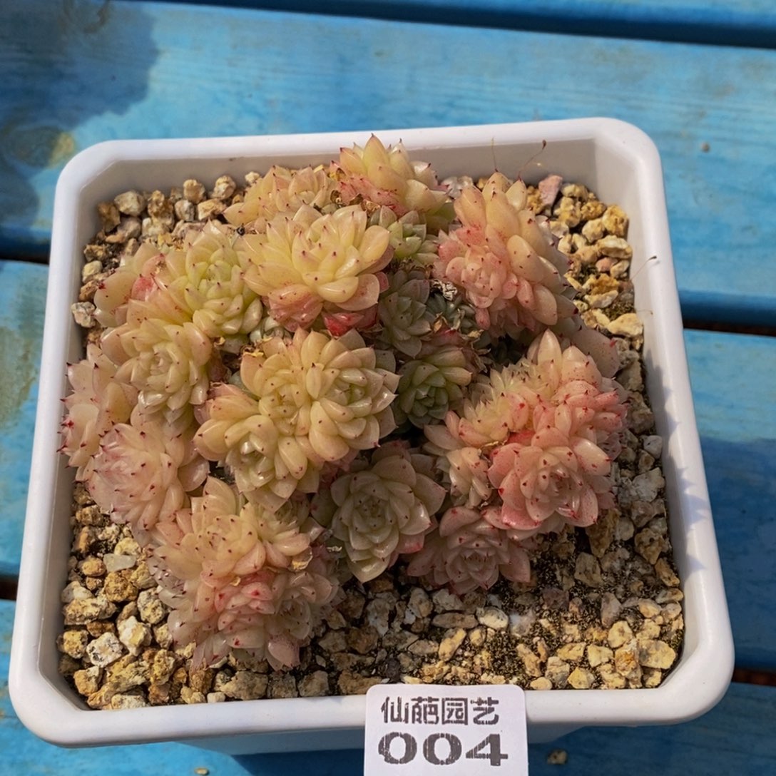 004的人和事都是