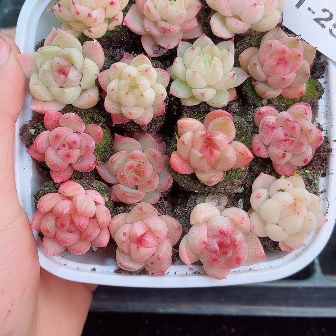 1-258 新疆西藏内蒙不发12.8包邮2-3公分多肉