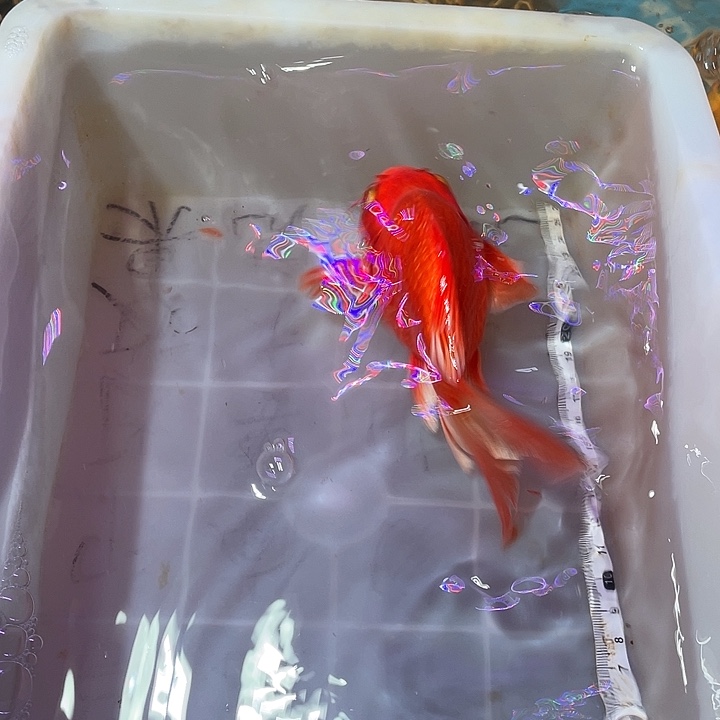 蝴蝶鲤鱼渔场直发95