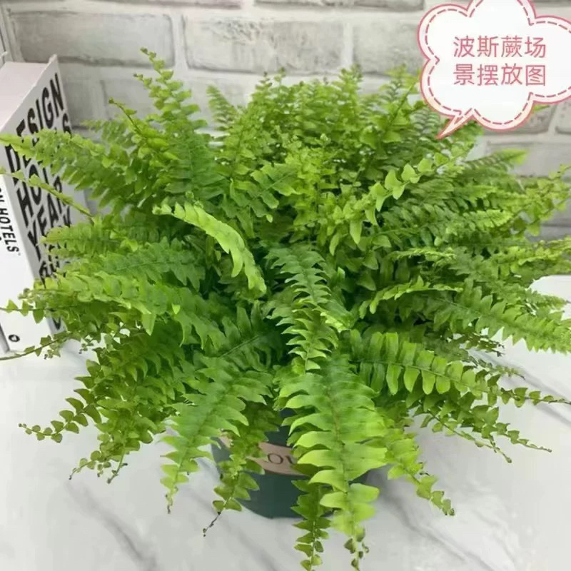 波斯顿蕨观叶盆栽室内垂吊挂墙可净化空气四季常青好养绿植