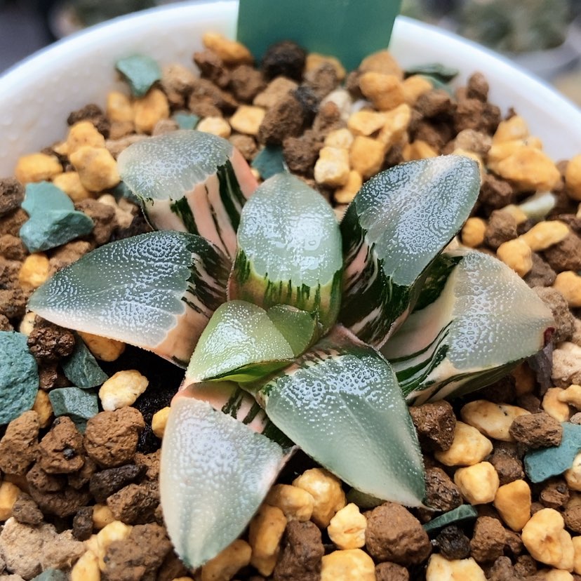 【闪购商品】无*大久保克锦106