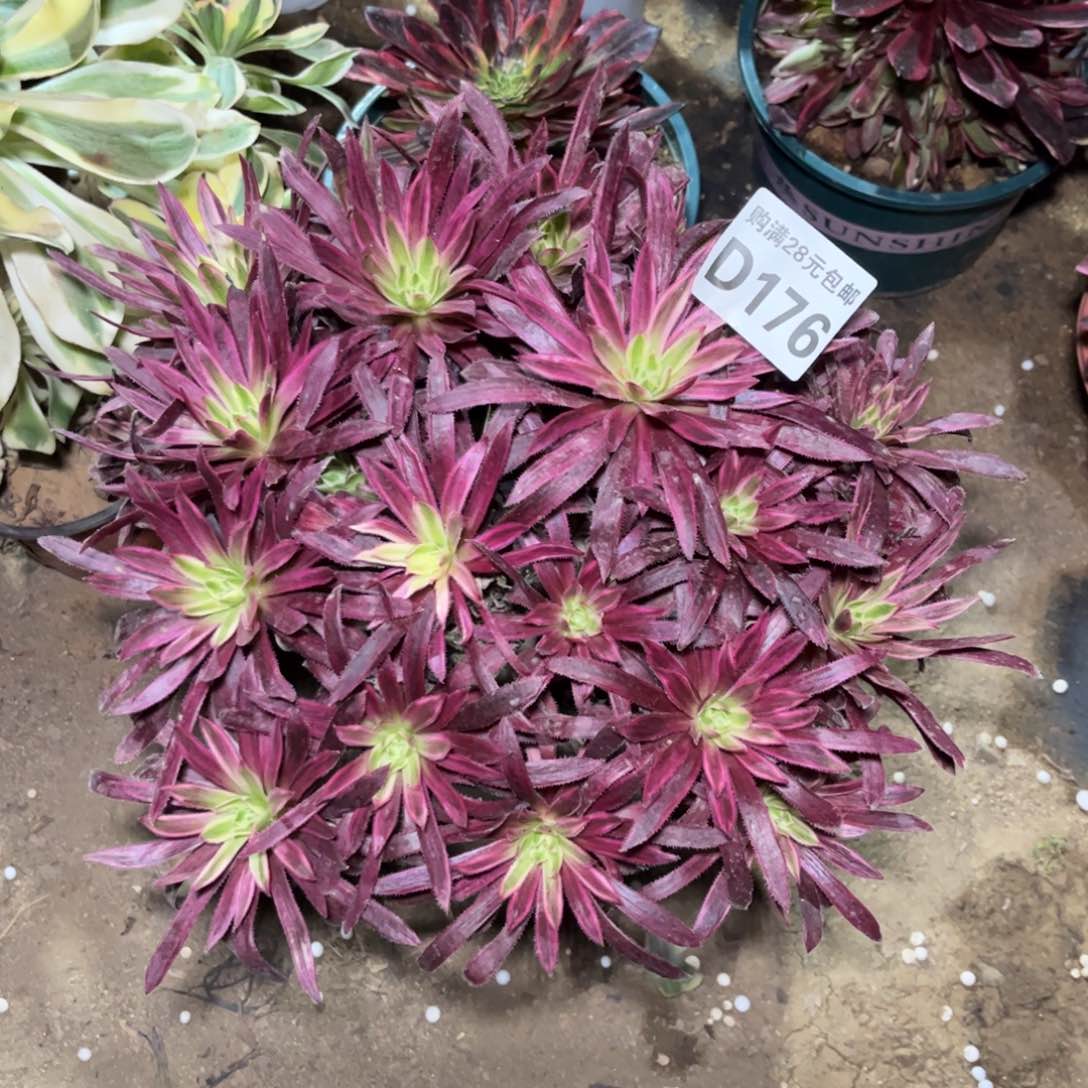 176多肉植物火凤凰超白