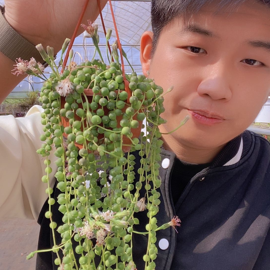 翡翠珍珠佛珠带盆土特价