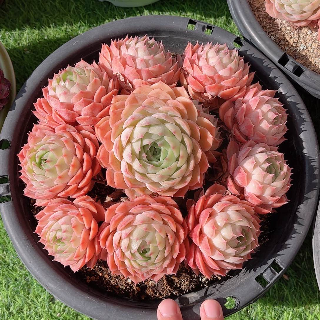 韩版昂斯洛精品多肉