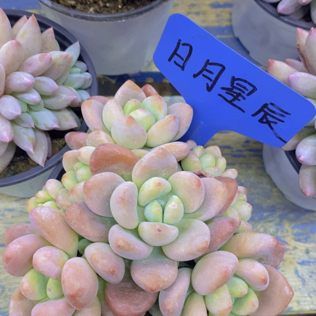 多肉植物，一物一拍，3单包邮