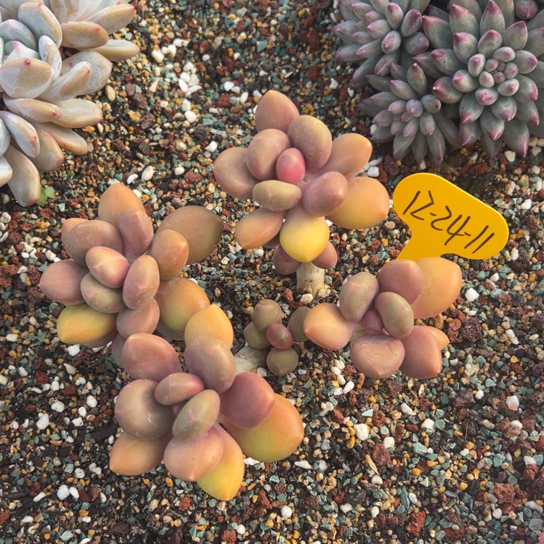 12-24-11芒果奶多肉植物