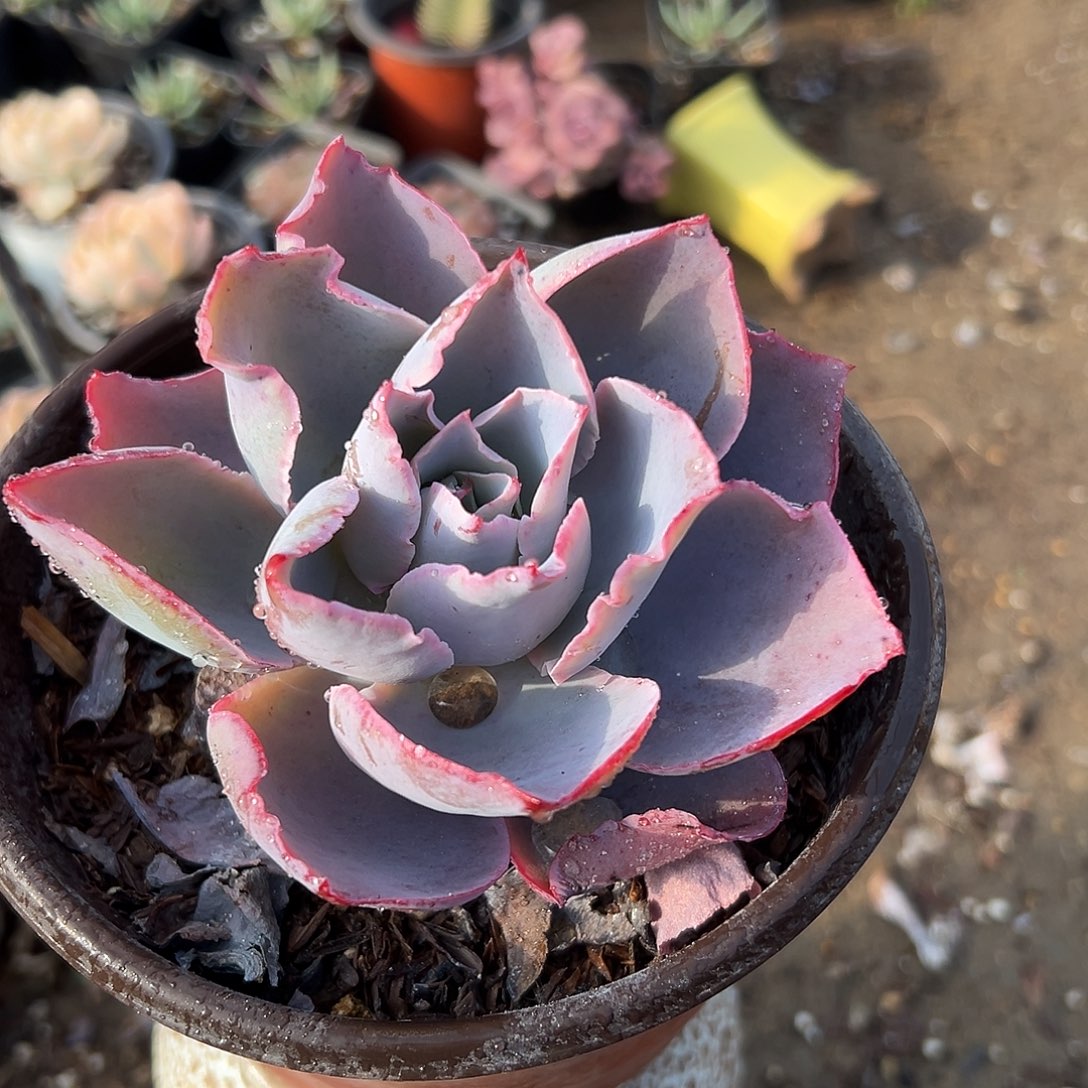 多肉植物单头晚霞