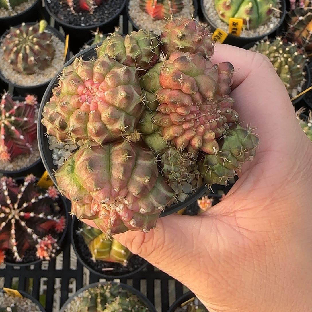 718-1226泰国米哈多肉