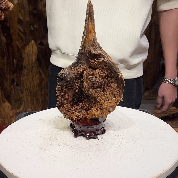 松木（琥珀木）普**生