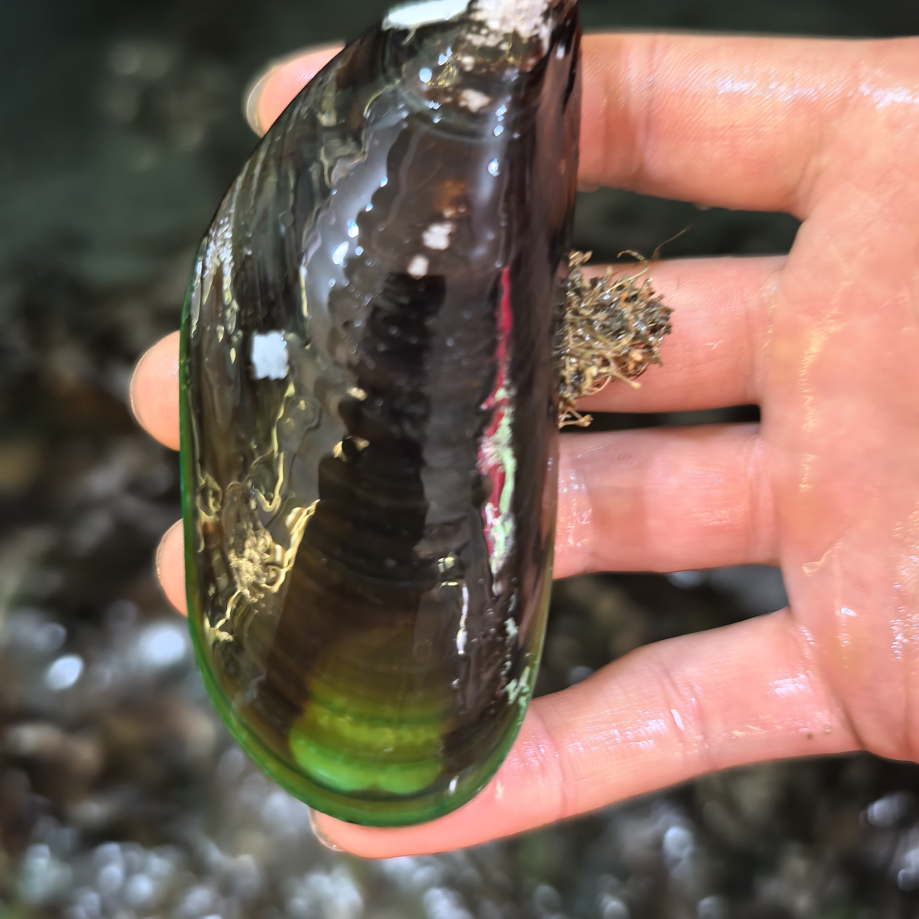 台山带壳大青口贝鲜甜嫩口99元一斤送三斤福利产品