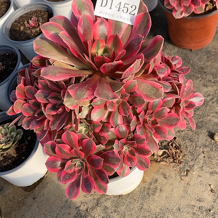 1452粉桃妖多肉植物杆子