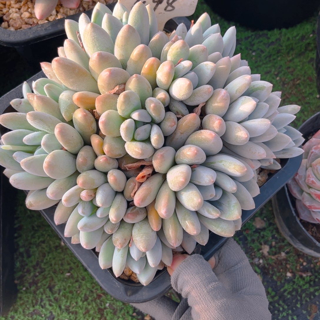 香水宝贝788888888888888