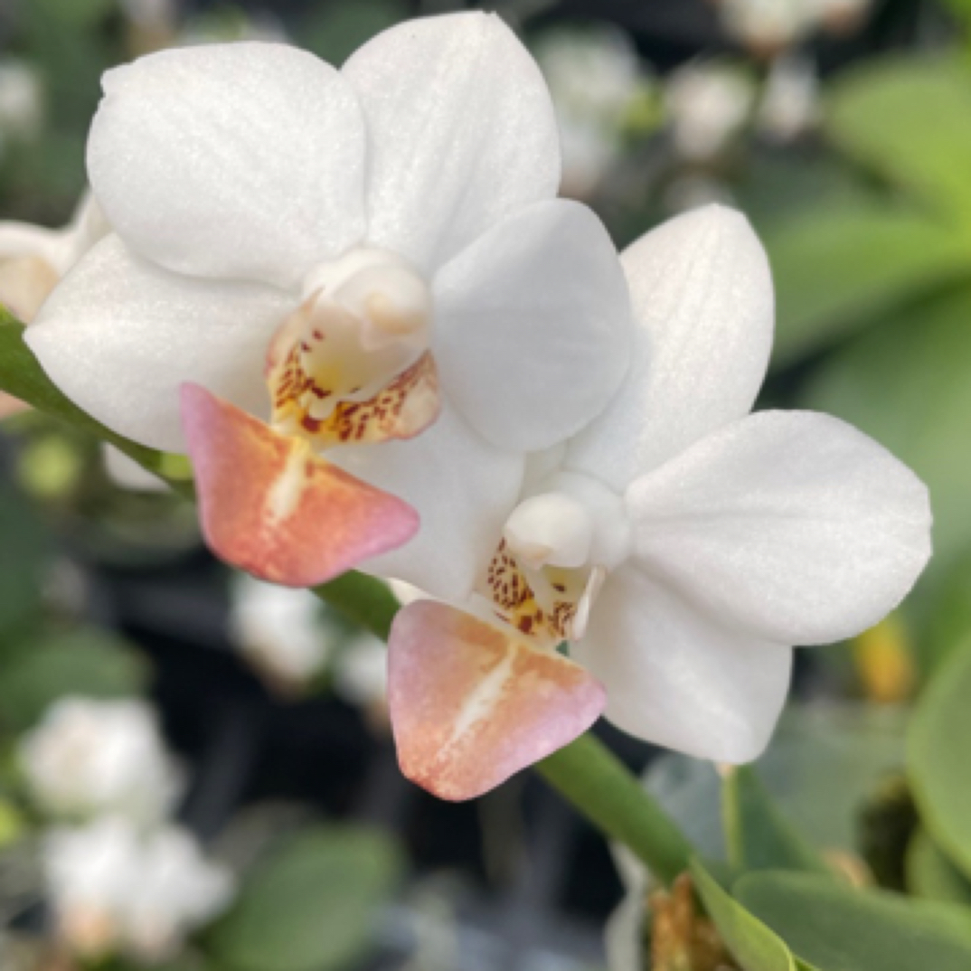 原生种蝴蝶兰2.5寸米菲兔