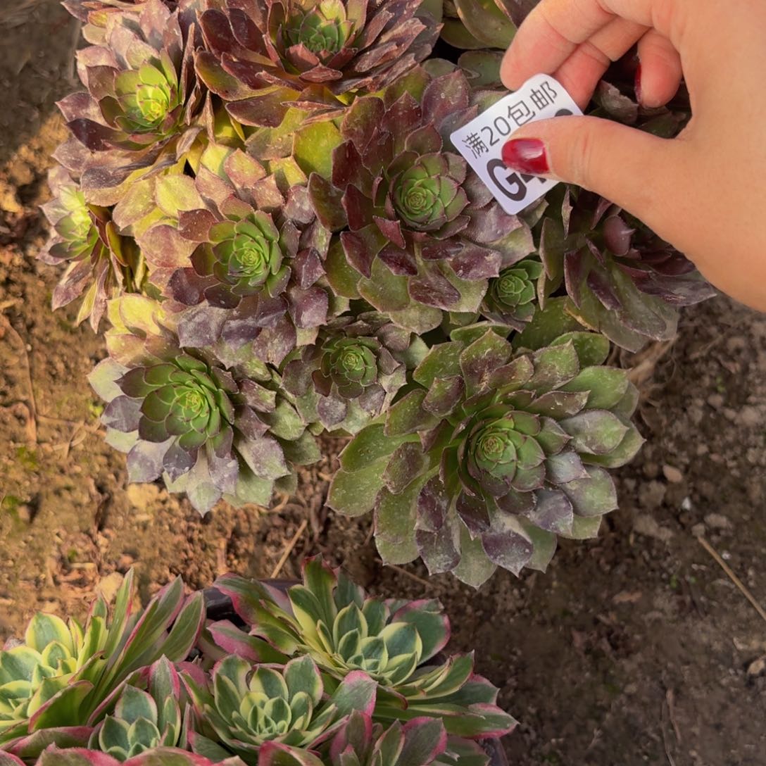 496多肉植物捧花的时候