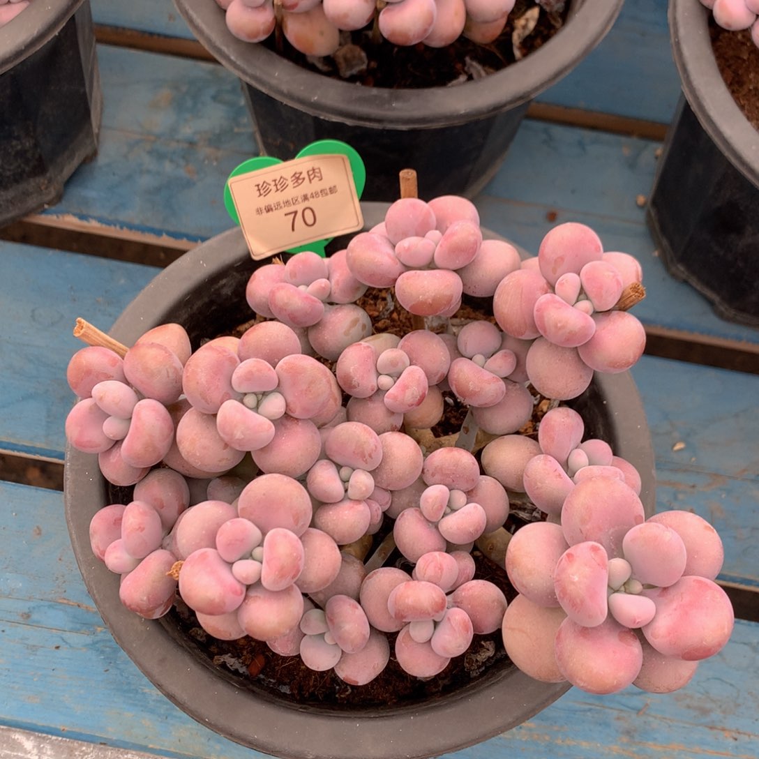 腰子蛋老桩无砍平头70