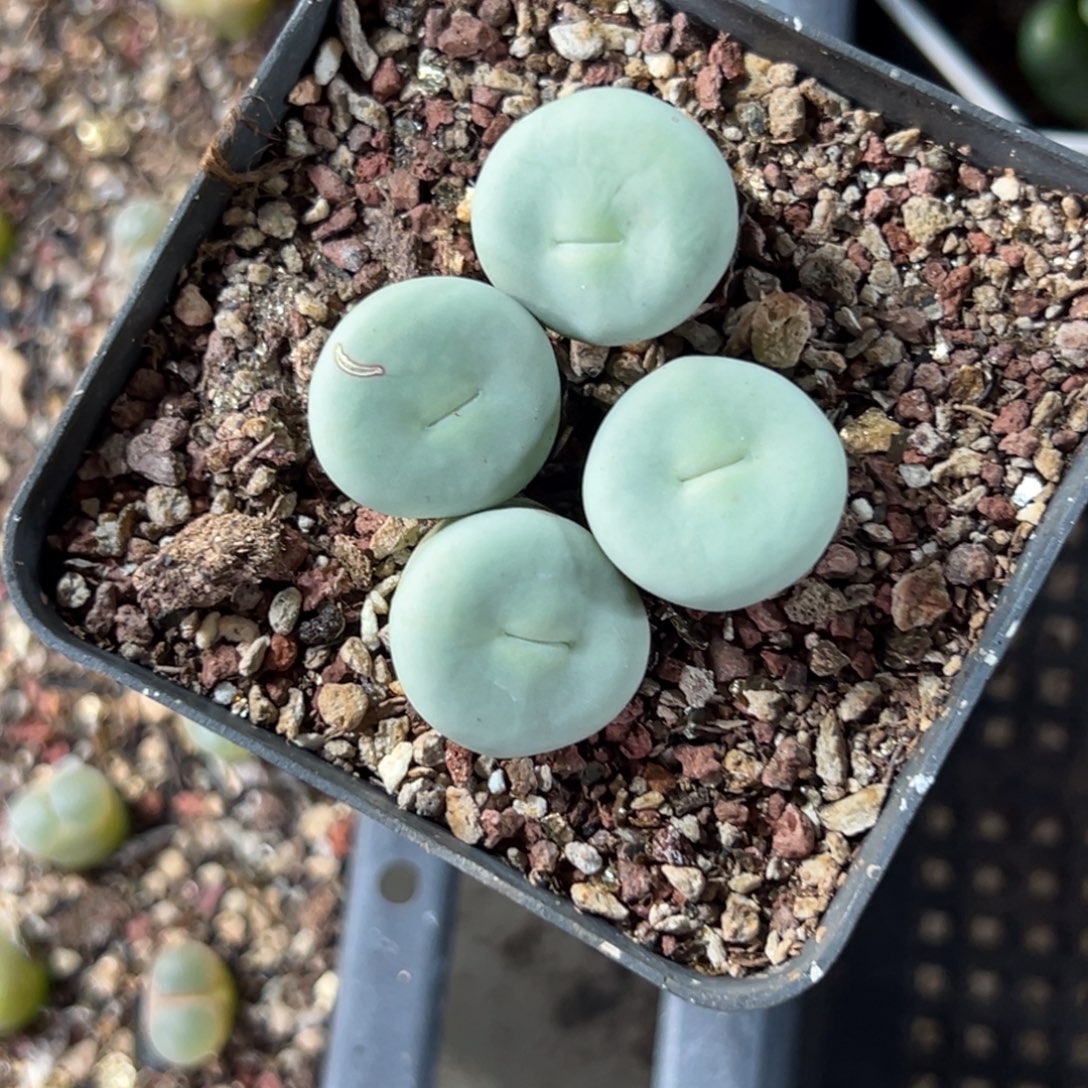 26-170肉锥多肉植物，