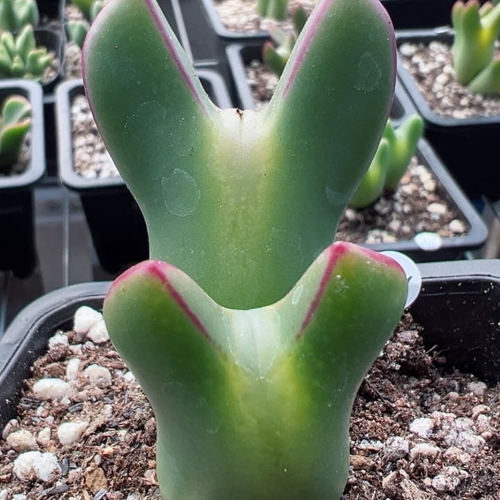 414号11111111111111