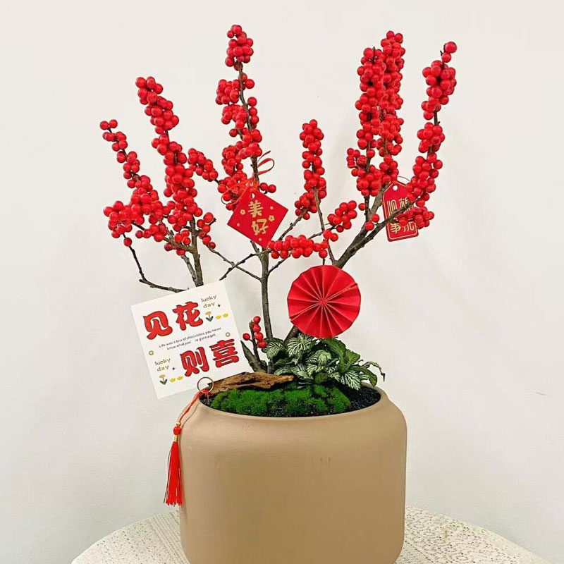 【精品50-60厘米】带红果带土球发货精品家庭花卉高端盆栽