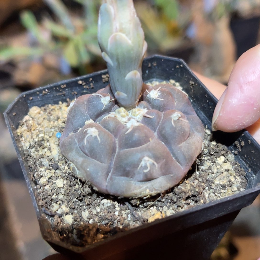 铅皮块根一物一拍