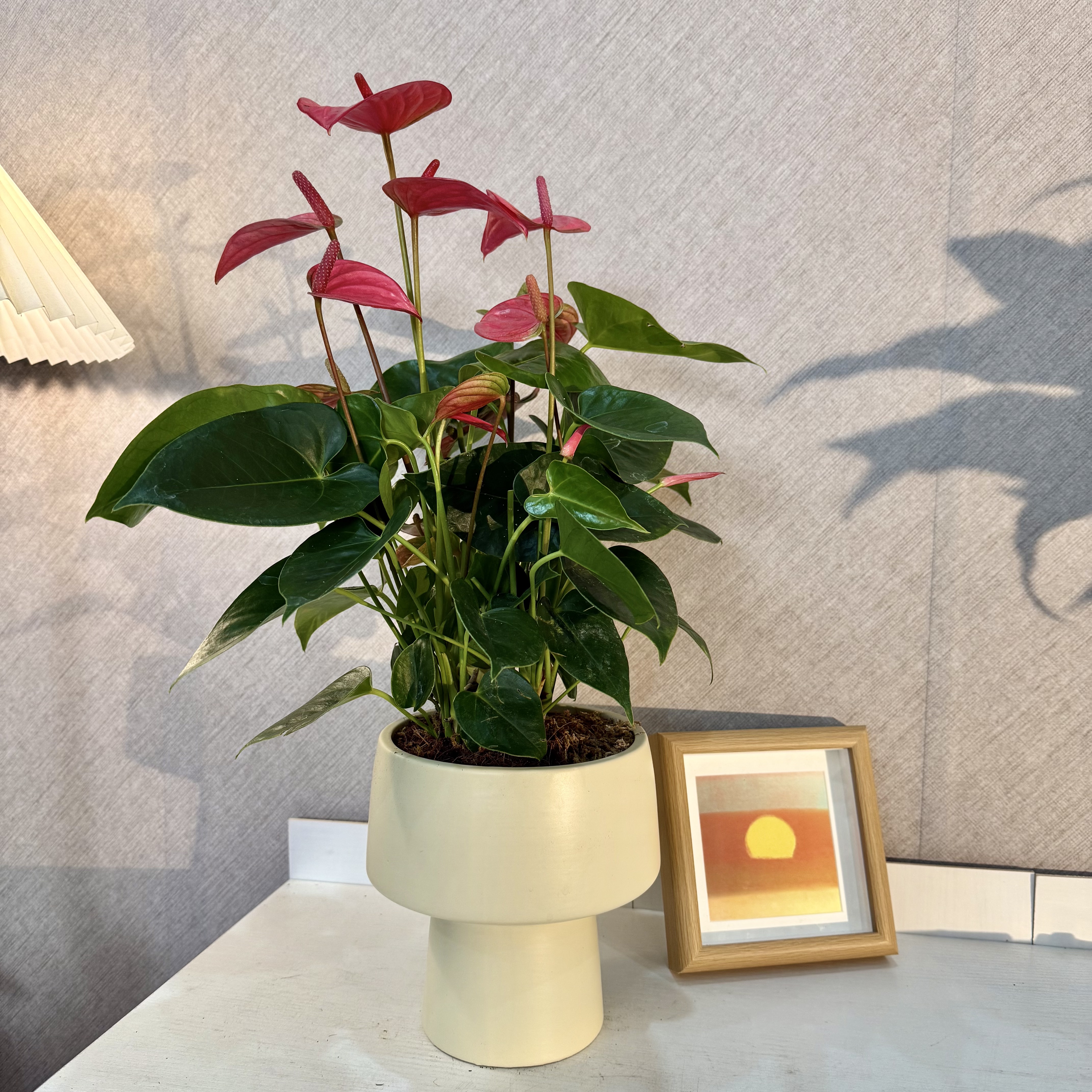 【花未眠@】网红绿化植物粉掌绿植室内红粉佳人客厅盆栽四季开花