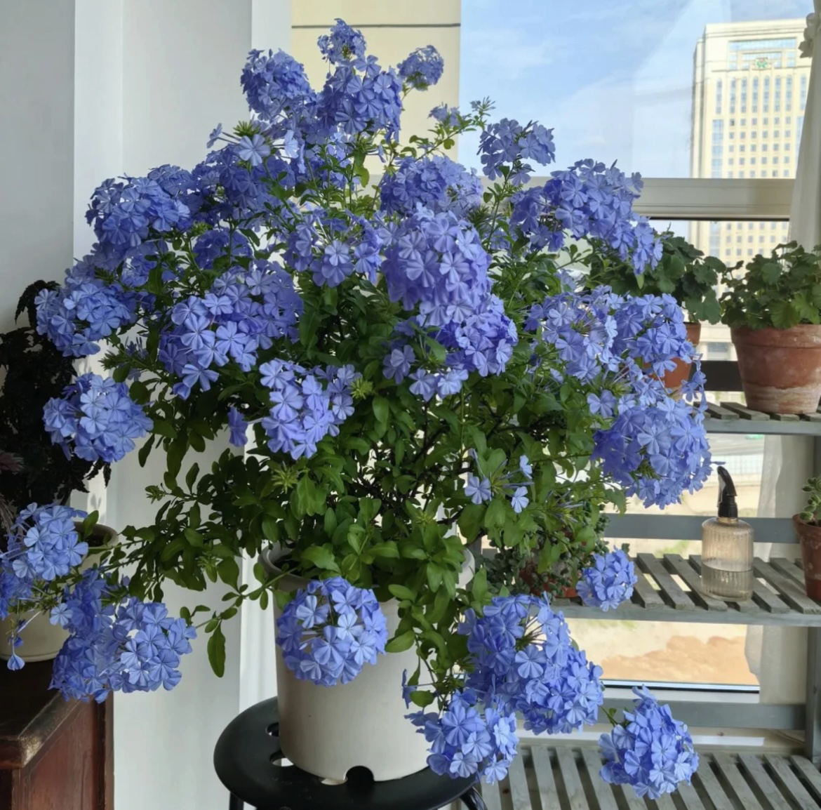 【蓝雪花爬藤·垂吊款】四季开花盆栽地栽室内室外全生花苞发货