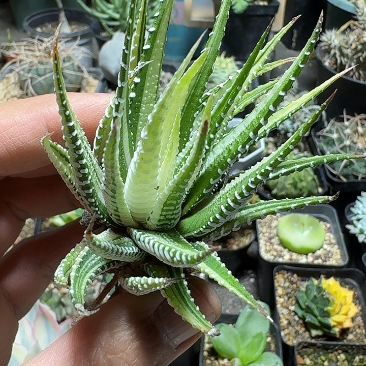 398白帝脱土发货自根